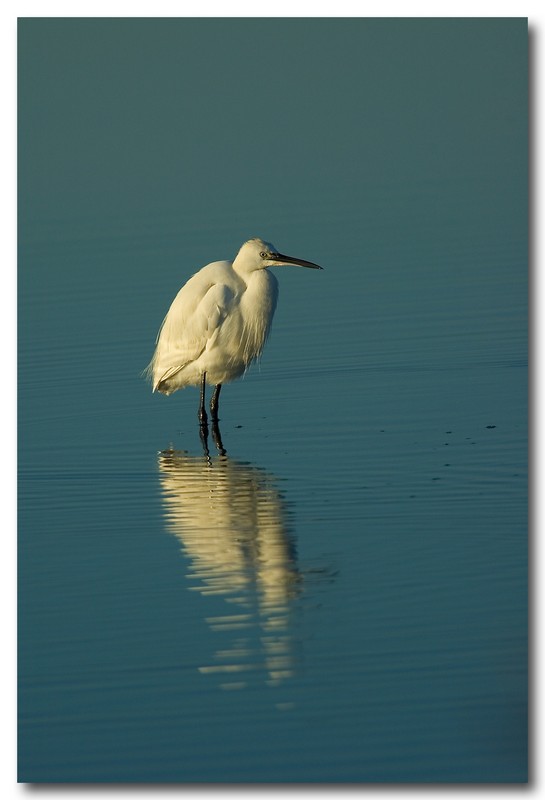 Garzette - Egretta garzetta