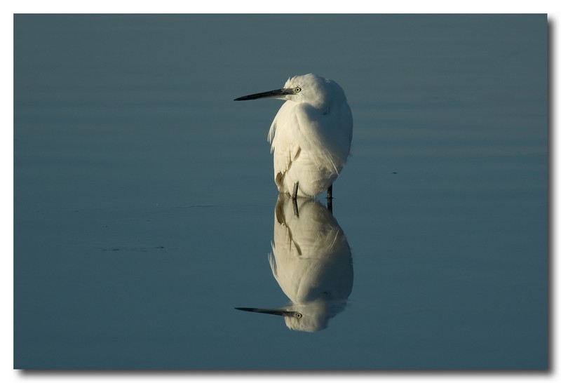 Garzette - Egretta garzetta