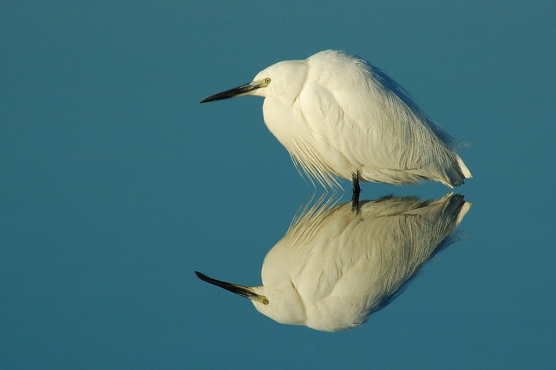 Garzette - Egretta garzetta