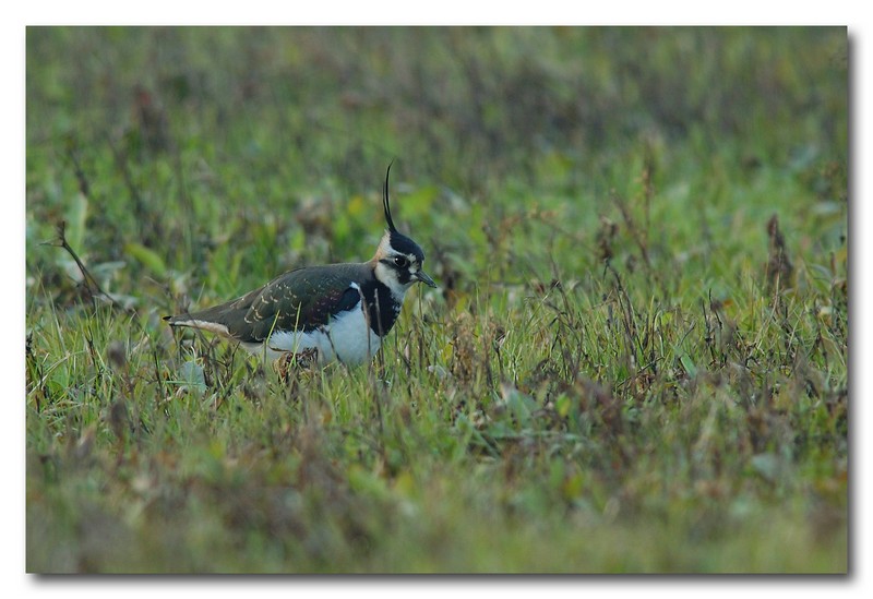 Pavoncella - Vanellus vanellus