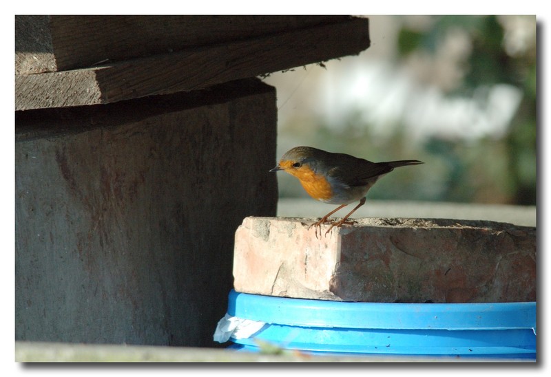 Pettirosso - Erithacus rubecula