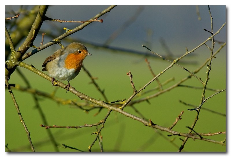 Pettirosso - Erithacus rubecula