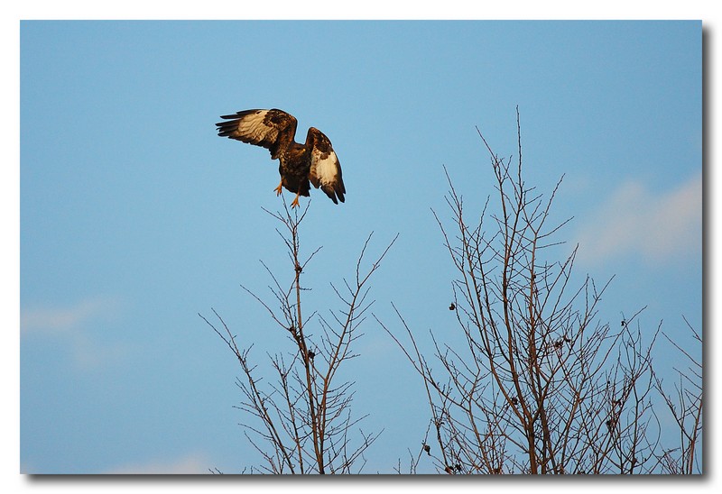 Poiana - Buteo buteo