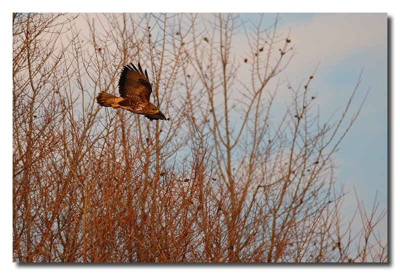 Poiana - Buteo buteo