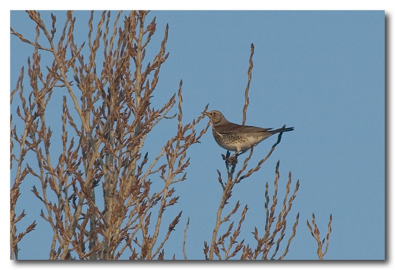 Cesena -Turdus pilaris