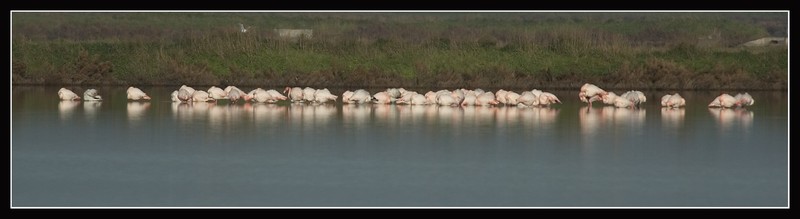 Saline di Cervia (RA)