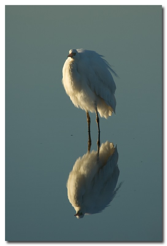 Garzette - Egretta garzetta