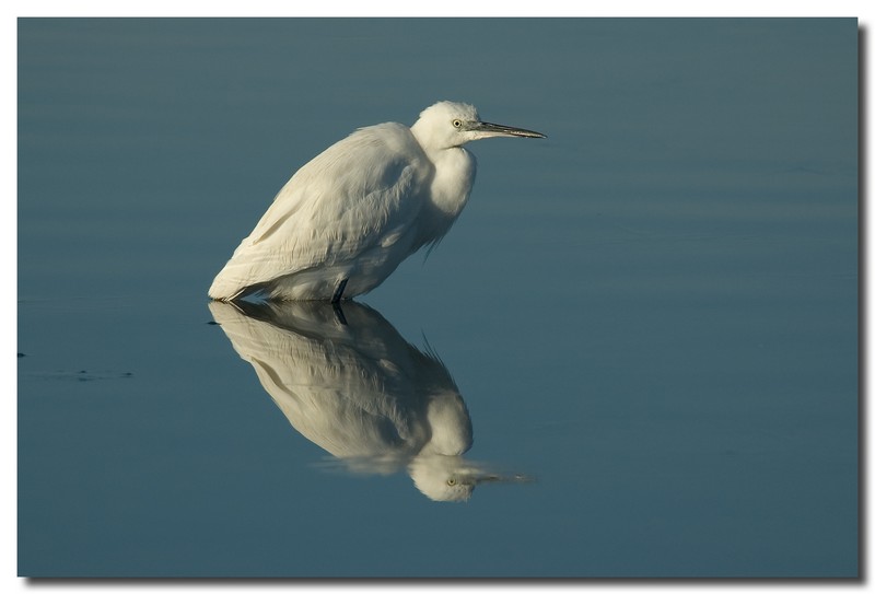 Garzette - Egretta garzetta