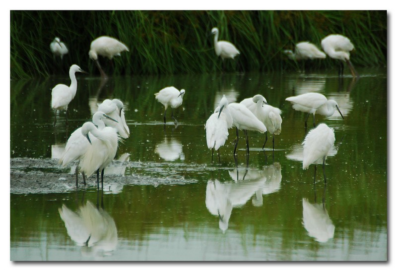 Garzette - Egretta garzetta