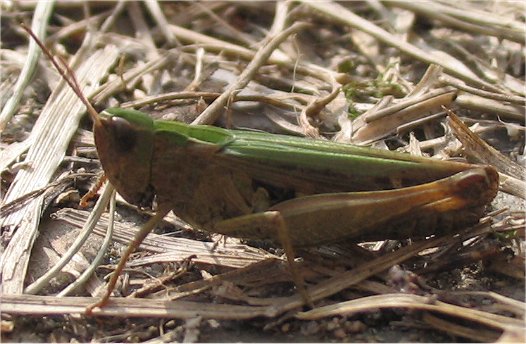 Omocestus rufipes