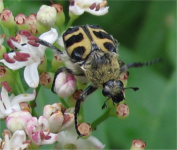 Trichius gallicus (= zonatus = rosaceus), Cetoniidae