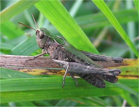 Omocestus rufipes