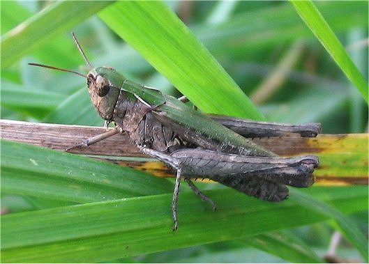 Omocestus rufipes