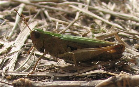 Omocestus rufipes