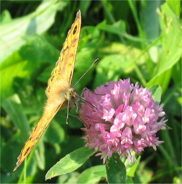 Lasiommata megera