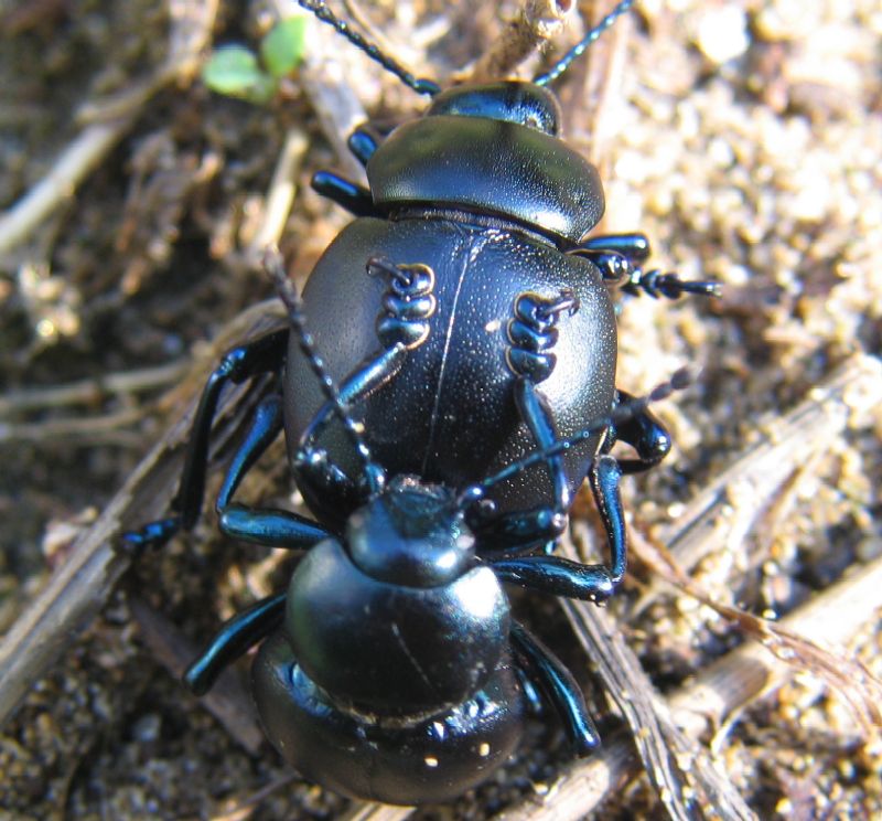 Timarcha tenebricosa, no T. nicaeensis