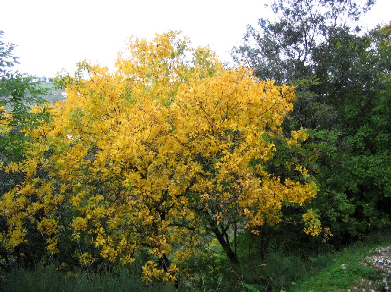 Colori della natura