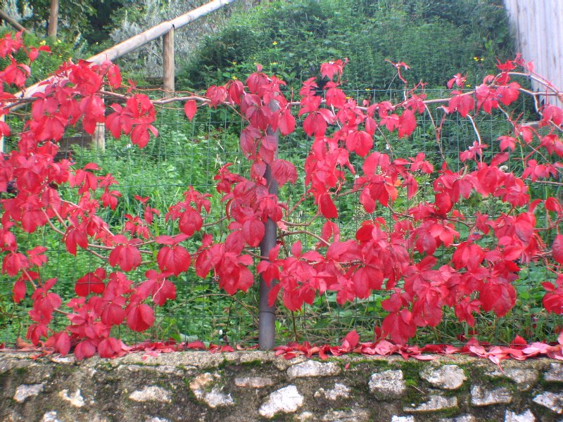 Rosso d''autunno