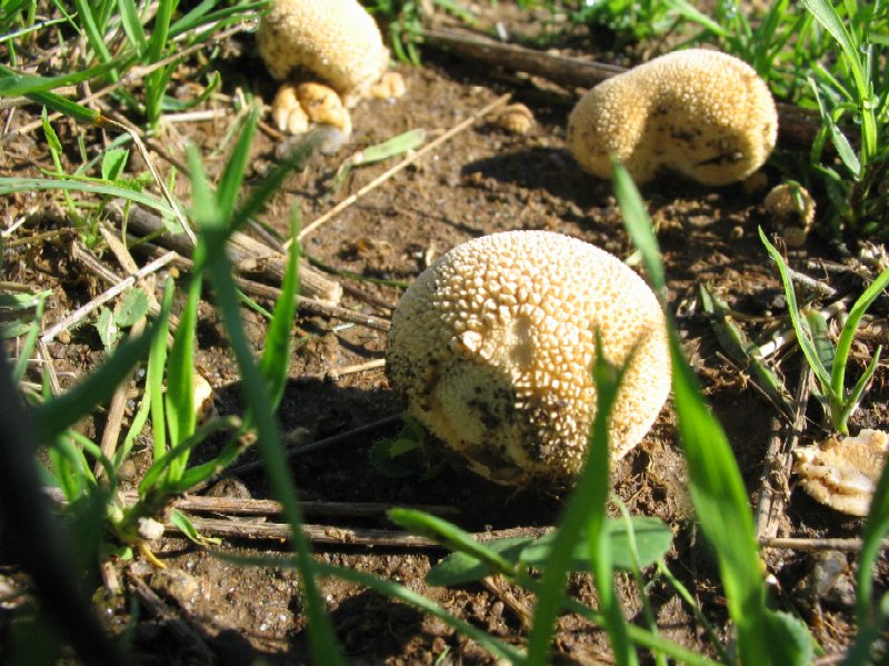 Passeggiata nel parco dietro casa