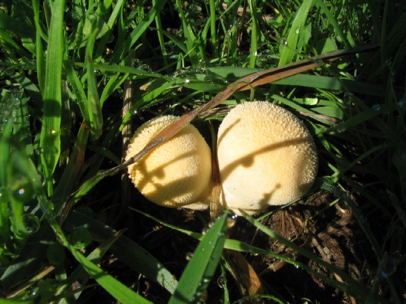 Passeggiata nel parco dietro casa