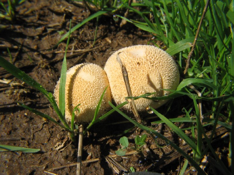 Passeggiata nel parco dietro casa
