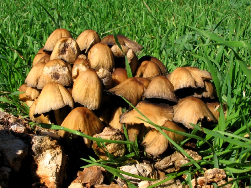 Passeggiata nel parco dietro casa