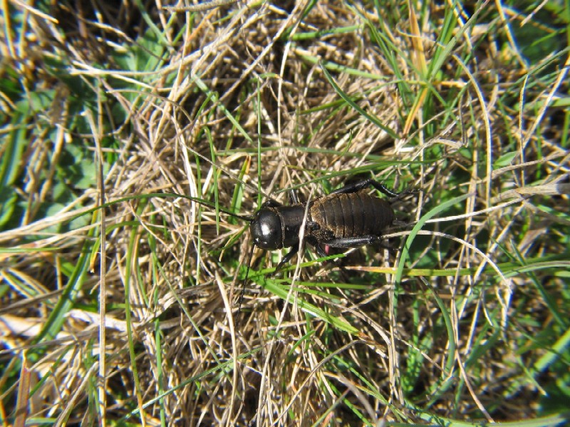 Grillo campestre - Grillus campestris