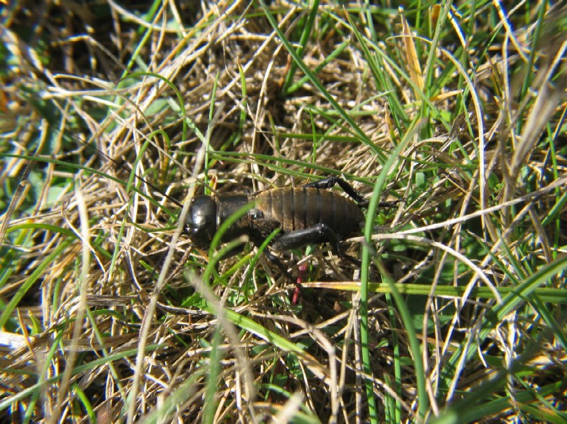 Grillo campestre - Grillus campestris