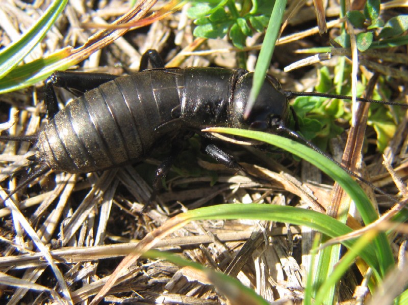 Grillo campestre - Grillus campestris