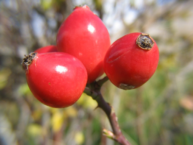 Rosso d''autunno