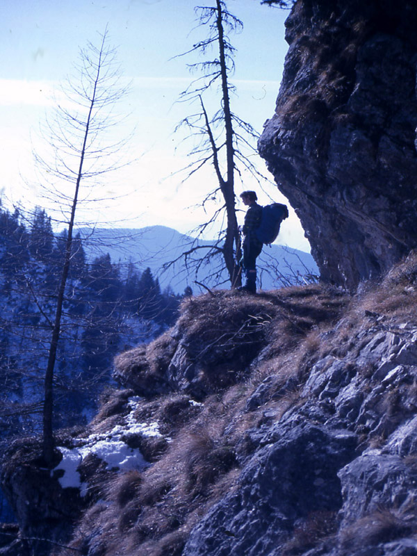 Ursus arctos.....l''habitat