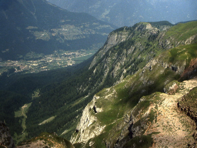 Ursus arctos.....l''habitat