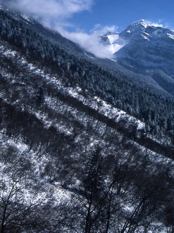 Ursus arctos.....l''habitat