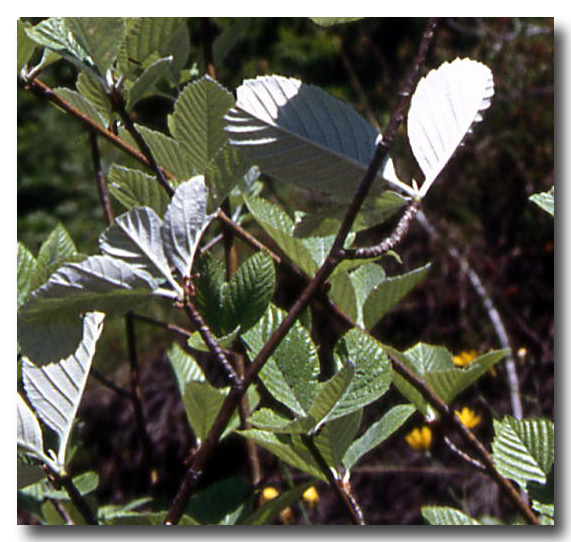 Sorbus aria / Sorbo montano