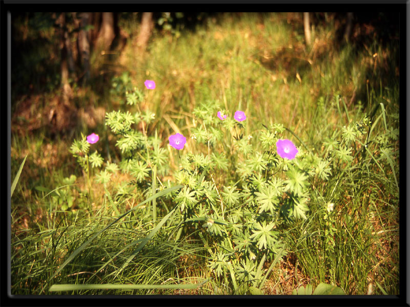 Geranium sanguineum / Geranio sanguigno