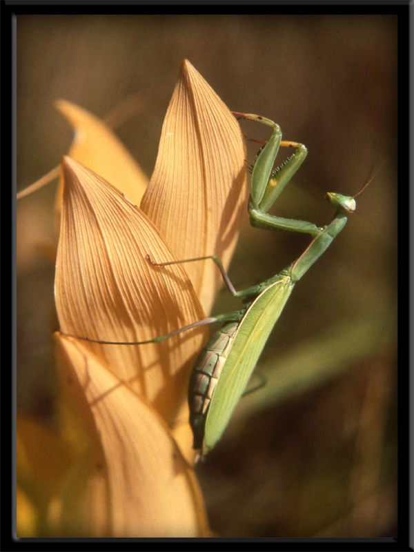 Mantis religiosa