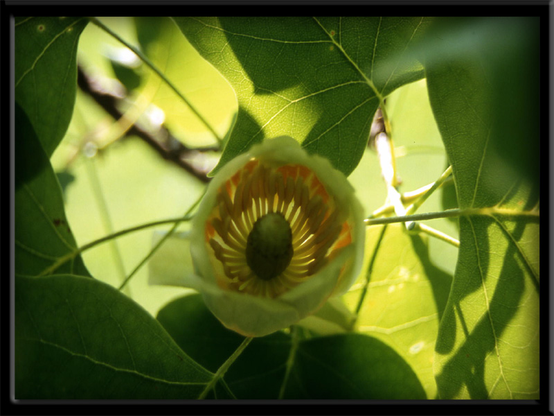 Liriodendron tulipifera L. - quiz -