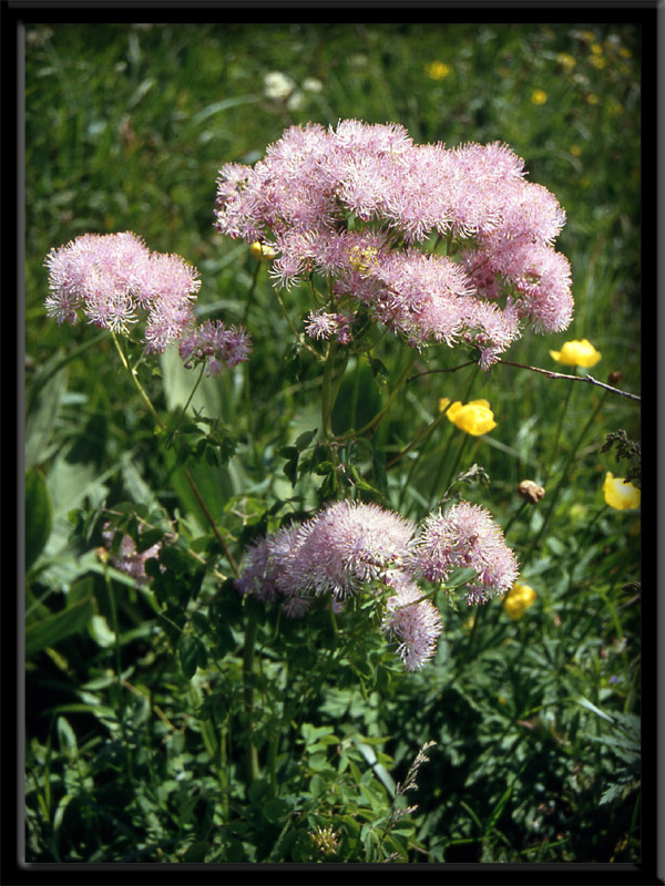Thalictrum aquilegifolium