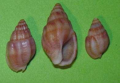 Nassarius (Hinia) nitidus