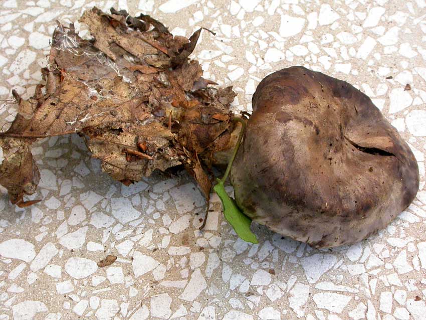 Rhodocybe popinalis ??