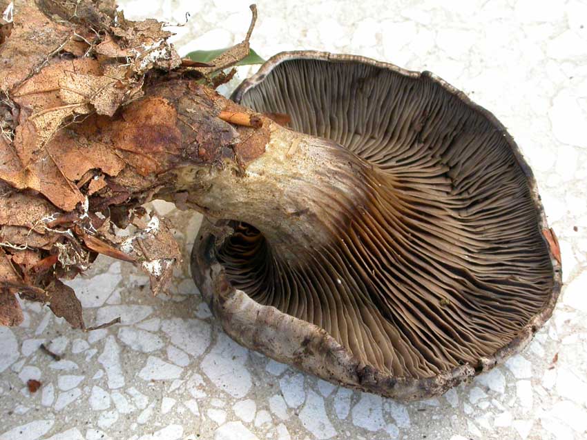 Rhodocybe popinalis ??