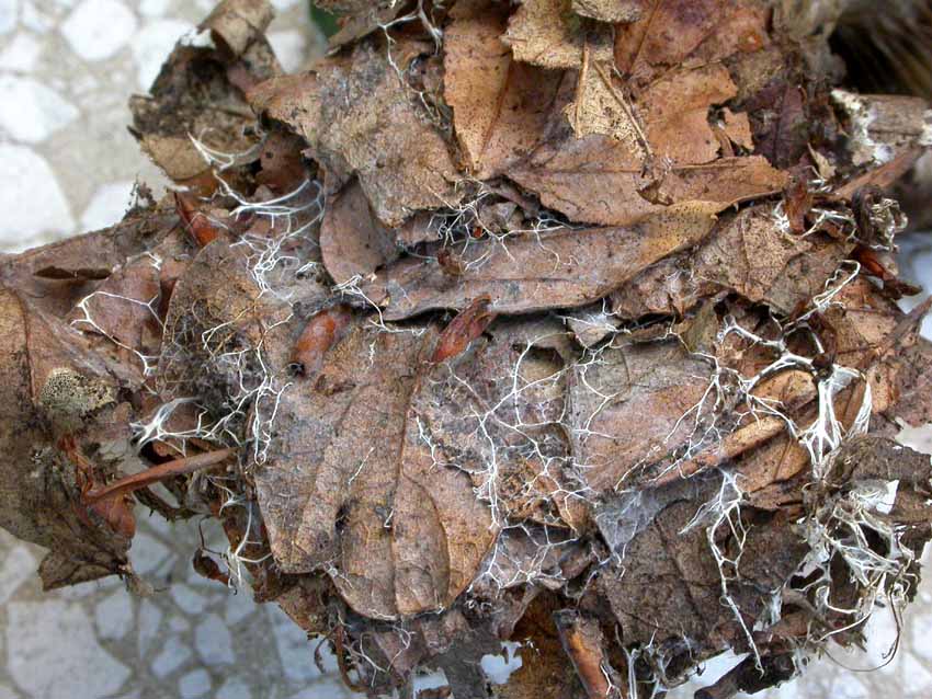 Rhodocybe popinalis ??