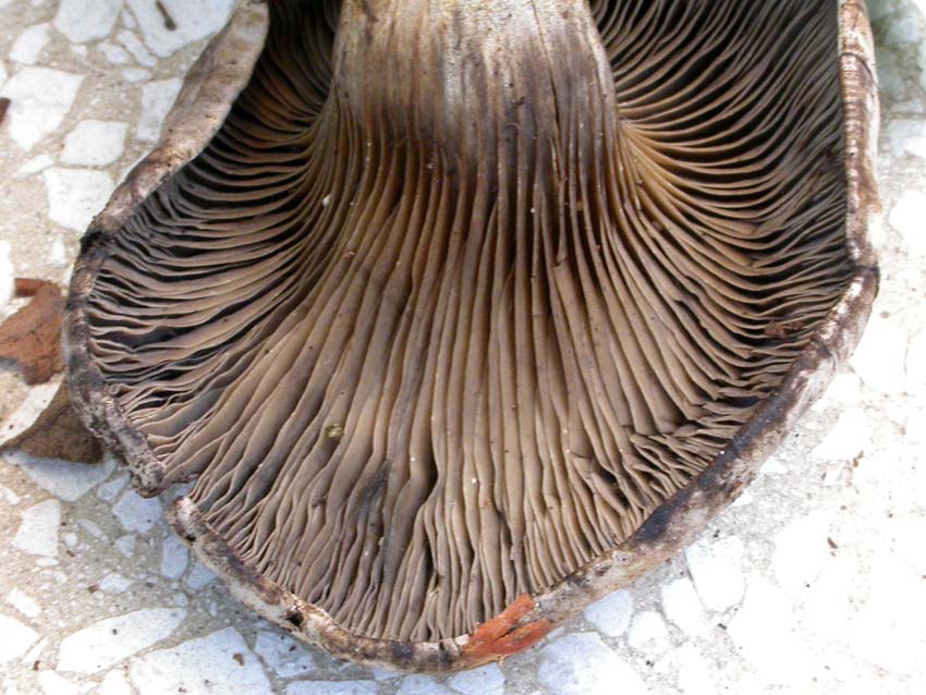 Rhodocybe popinalis ??