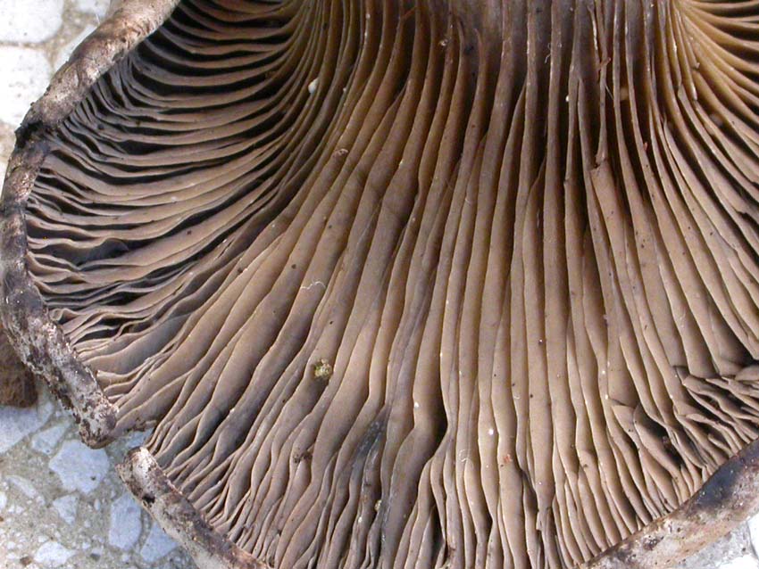 Rhodocybe popinalis ??