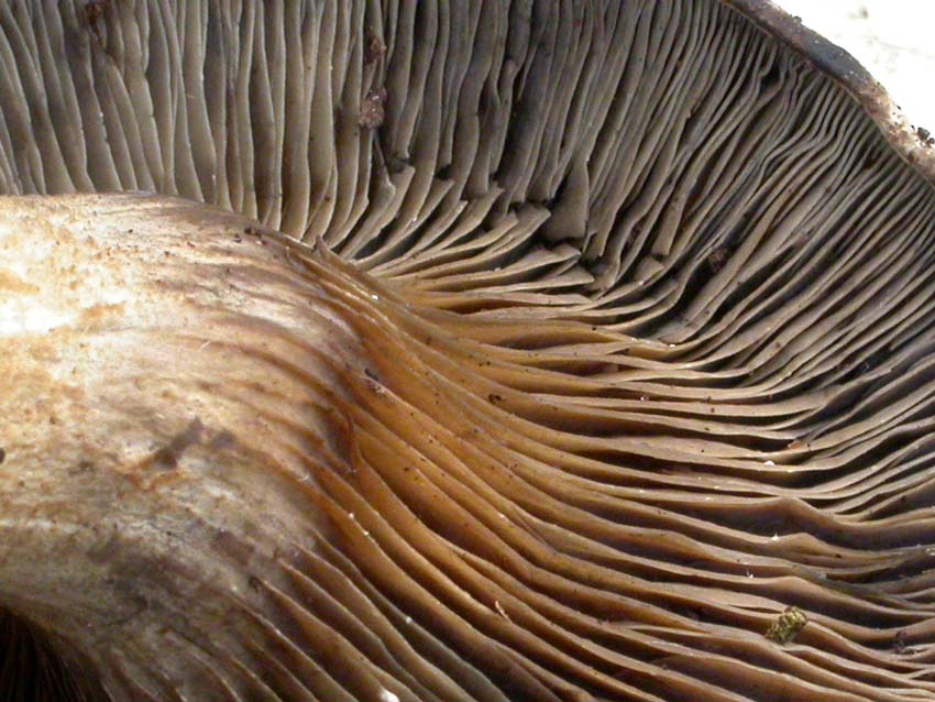 Rhodocybe popinalis ??