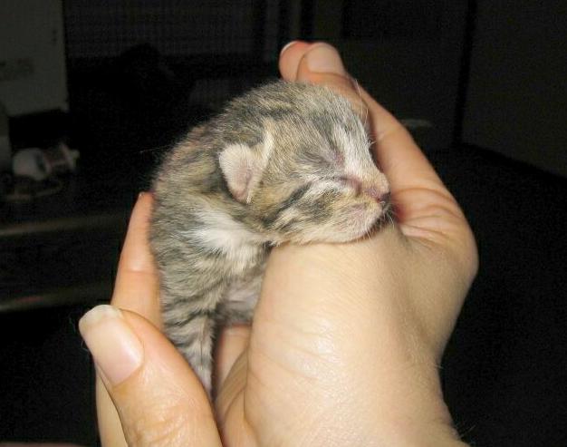 gatti