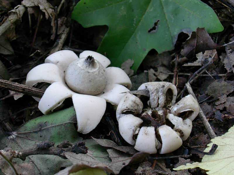 Geastrum saccatum