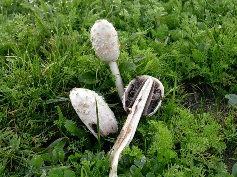 Coprinus comatus var.ovatus