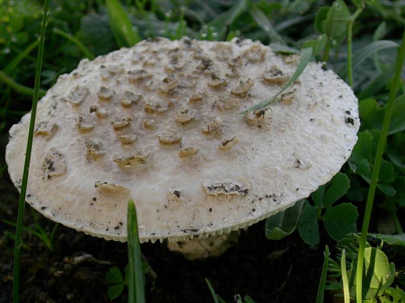 Amanita vittadini