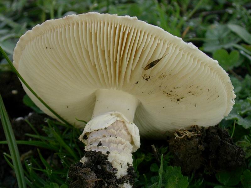 Amanita vittadini